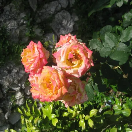 Bed & Breakfast Giardini Calce - Luxury